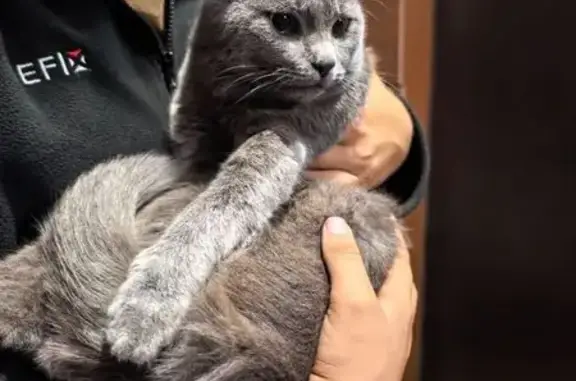 Найдена кошка, Тамбов, фото: Найден котик, ул. М. Горького, Тамбов