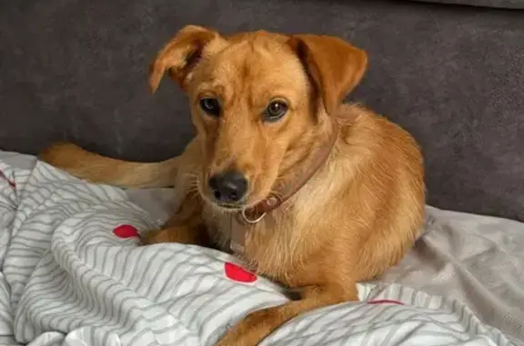 Собака найдена: ул. Григория Булгакова, Кр.