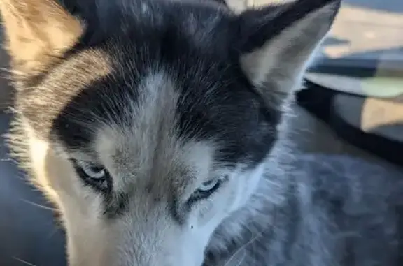 Найдена собака, Тюмень, 71Н-1706