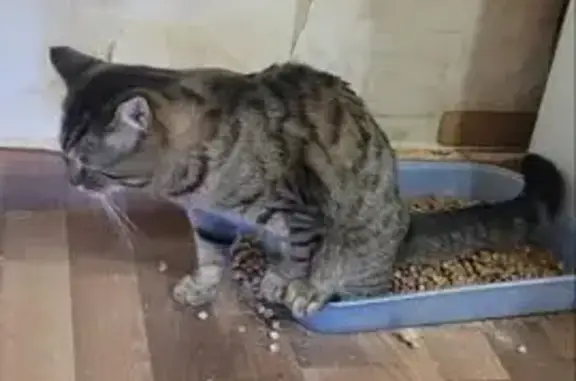 Найдена кошка, Самарская область, фото: Кошка ищет дом, Чапаевск, Самарская обл.