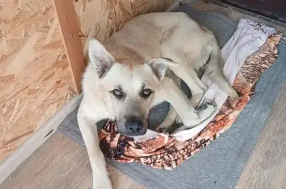 Собака найдена, ул. Катаева, 237, Ростов-на-Дону