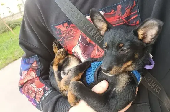 Найдена собака, Кемерово, фото: Собака найдена: пр. Ленина, Кемерово