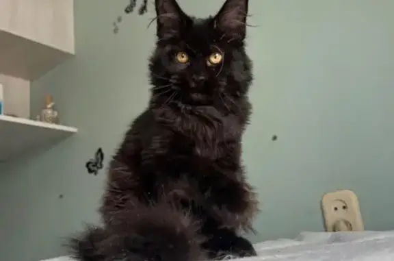 Кошки потеряшки, Иркутск, фото: Потеряшка кошка, Портовая ул., Иркутск