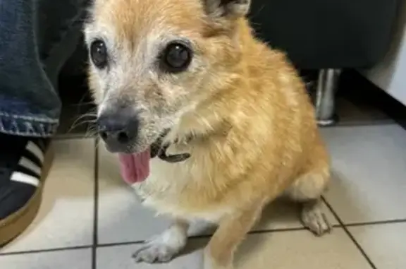 Найдена собака, , фото: Собака найдена: пр. Строителей, 21Б, Пенза