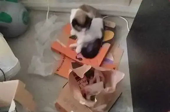 Пропала кошка, ул. Маршала Жукова, 3