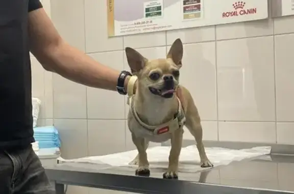 Пропала собака, ул. Ларина, 9/1, Ростов-на-Дону