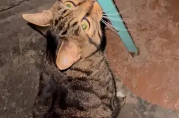 Найдена кошка, Хабаровск, фото: Кошка найдена, Краснореченская 13, Хб.