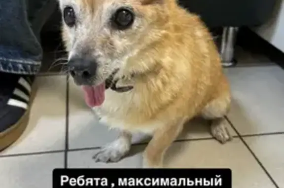 Найдена собака, , фото: Найдена чихуахуа, Пенза, пр. Строителей 21Б