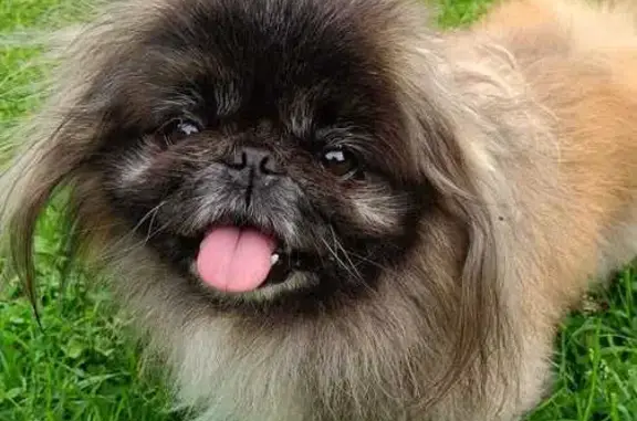 Найдена собака, Волоколамск, фото: Собака найдена: ул. Панфилова, 18, Волоколамск