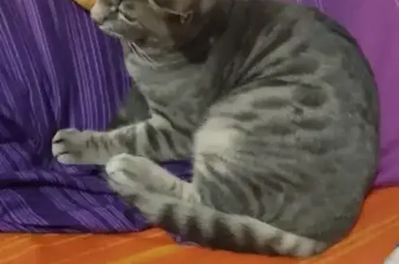 Кошки потеряшки, Братск, фото: Потеряшка кошка, ул. Баркова 15, Братск