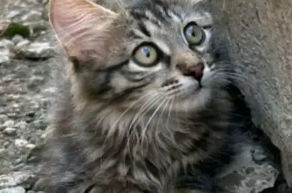 Кошки потеряшки, Нурлат, фото: Потеряшка кошка, ул. Космонавтов, Нурлат