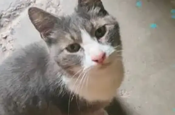 Найдена кошка, , фото: Найдена серая кошка, Муром, Владимирская обл.