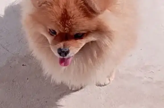 Шпиц найден: Городище, Зелёная улица