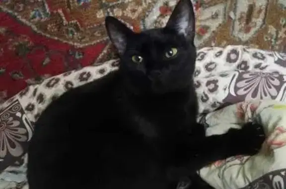 Кошки потеряшки, Тула, фото: Потеряшка кошка, ул. Кирова, Тула