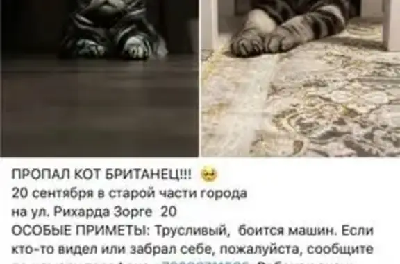 Пропала кошка, ул. Рихарда Зорге, 18