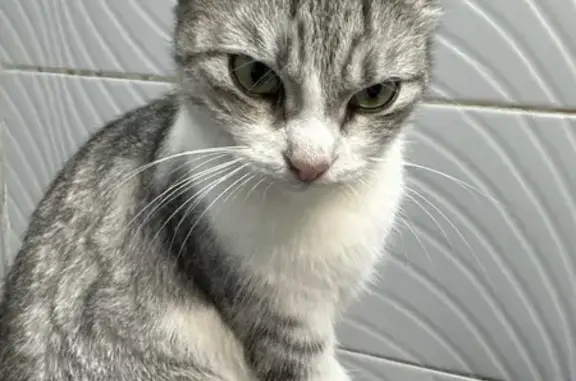 Кошка найдена, ул. Шверника, Москва