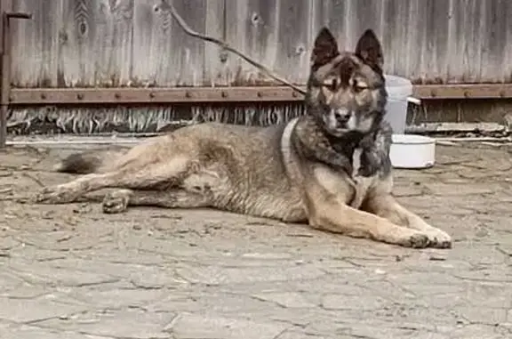 Пропала собака в Плещеево, Орловская обл.