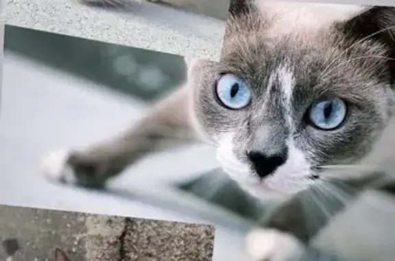 Пропала кошка, ул. Анетты Басс, 2 с1