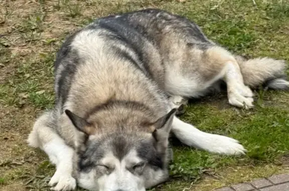 Найдена собака, Московская область