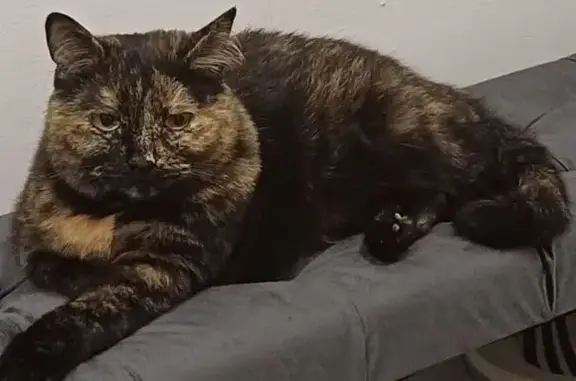 Кошки потеряшки, Ирбит, фото: Потеряшка кошка, ул. Мира, 55, Ирбит