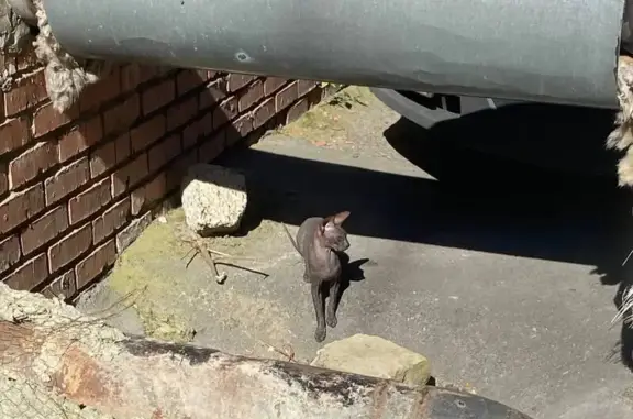 Сфинкс найден на Киевской 61, Томск