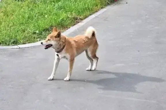 Шиба-ину найдена на ул. Обручева, Москва