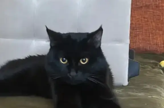 Найдена кошка, ул. Героя Аверкиева, 1