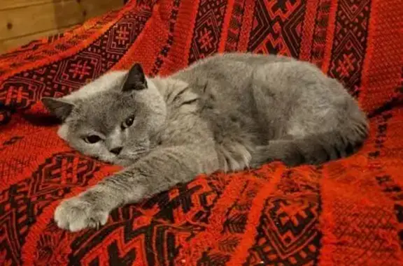 Кошки потеряшки, Новосибирская область, фото: Потеряшка кошка Британец, Новосибирск