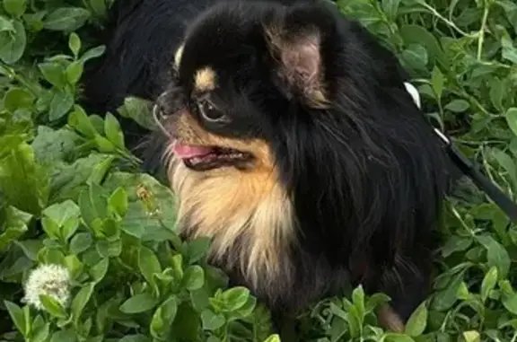 Собаки потеряшки, Краснодарский край, фото: Потеряшка собака в Туапсе, Краснодарский край