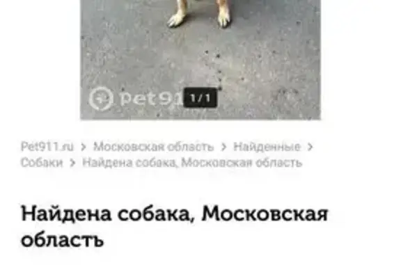 Собака найдена: 46К-7370, Новая Купавна