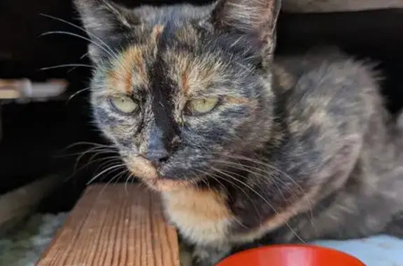 Найдена кошка, Московская область, фото: Кошка найдена: 3-я ул. завода Радиоприбор