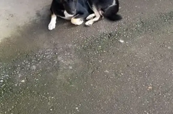 Найдена собака, , фото: Собака найдена: ул. Щусева, 2 к1, Вел. Новгород