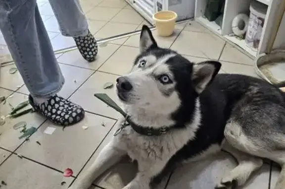 Собака найдена на Интернациональной, Тамбов