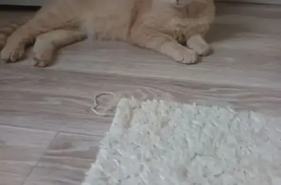 Кошки потеряшки, Томск, фото: Потеряшка кошка, Иркутский тракт, Томск