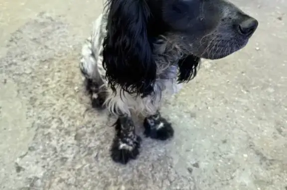 Спаниель найден в ТСН Петушок, Кременкуль