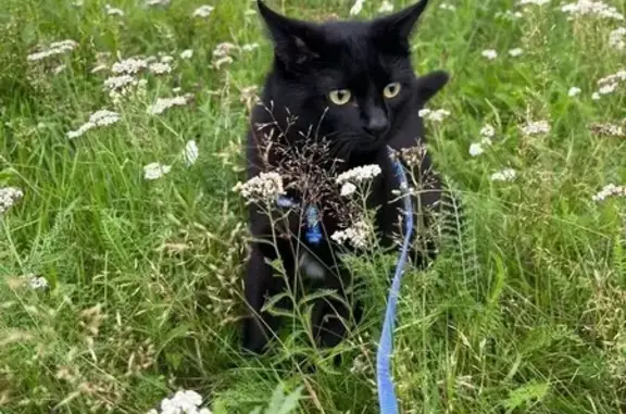 Кошки потеряшки, Москва, фото: Потеряшка кошка, аллея Дорога Жизни, Москва