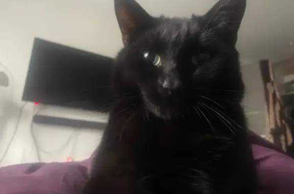 Объявления о пропавших и найденных животных, Нижний Новгород, фото: Пропала черная кошка, Зеленодольская 97