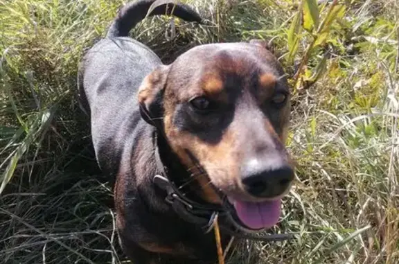 Пропала собака, ул. Коммунаров 17, Петро-Славянка