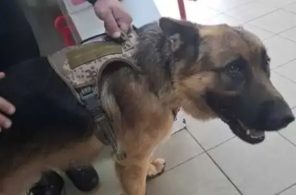 Найдена собака, Московская область, фото: Найдена собака Рекс, Калининец, МО