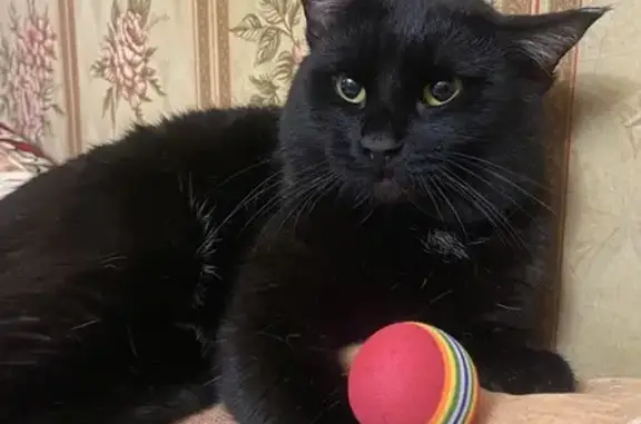 Пропала кошка, ул. Марджани, 25, Елабуга