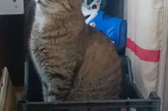 Кошки потеряшки, , фото: Потеряшка кошка, ул. Сайдашева, 13, Зеленодольск