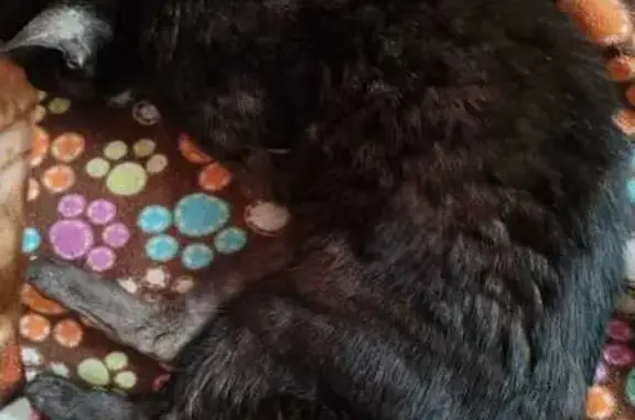 Найдена кошка, Ленинградская область, фото: Кошка найдена в Юкковском СП, Ленобласть