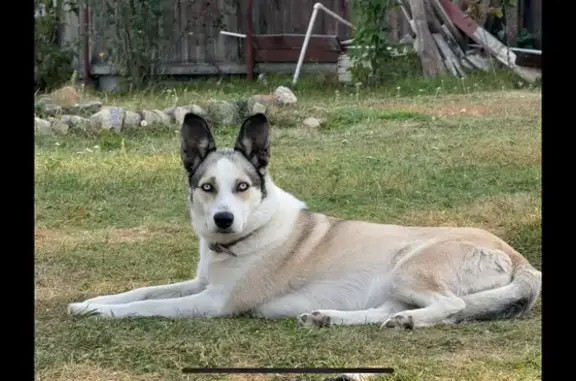 Пропала собака, Полевая ул. 27, Кипревское