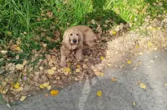 Найдена собака, Томская область, фото: Собака найдена: СНТ 