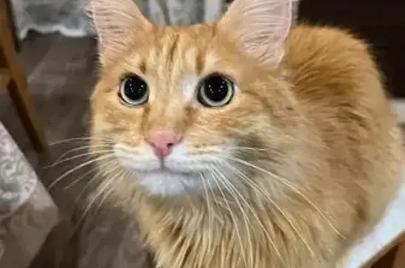 Пропала кошка на ул. Сторонка, Спасское