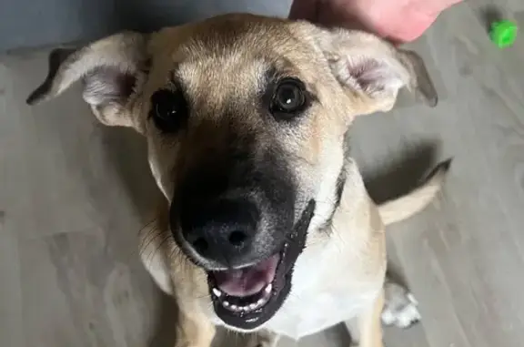 Найдена собака, Студенческая 8, Белгород