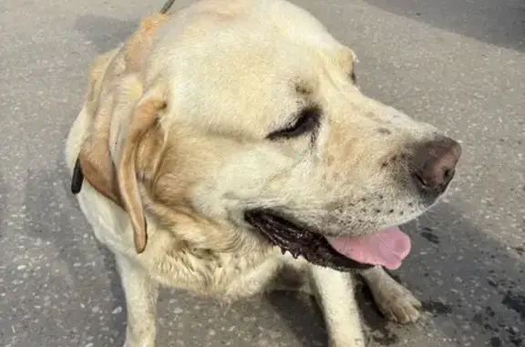 Собака найдена у Пятерочки, Владимирская 2А