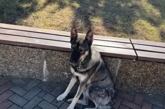 Собака с ошейником у Садов морей, Геленджик