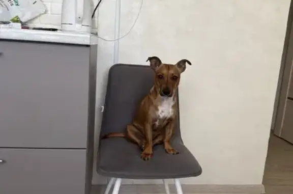 Найдена собака, Сельская ул. 27, Казанцево