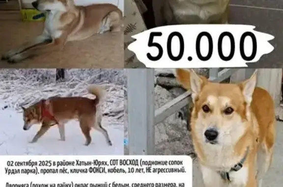 Пропала собака, Якутск, Саха (Якутия)